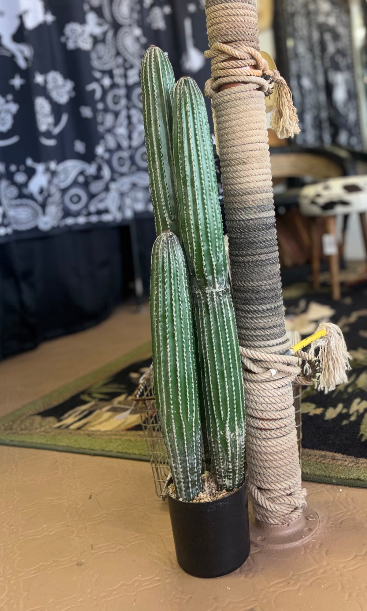 Three Cactus Plant