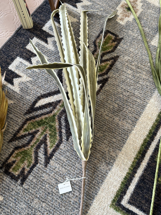 Agave plant