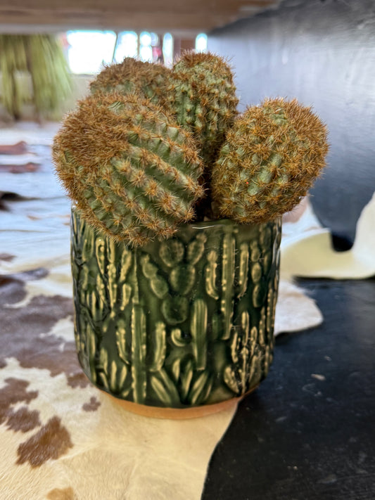 Cactus candle holder