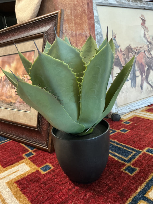 Aloe Vera Plant