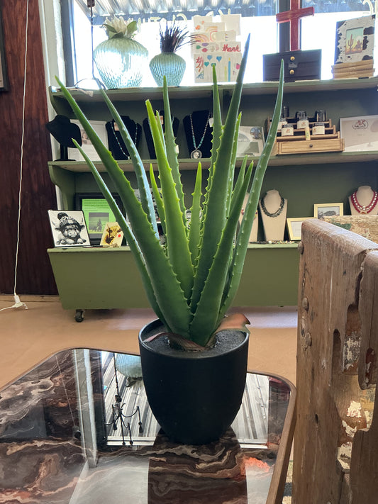 Skinny Aloe Vera