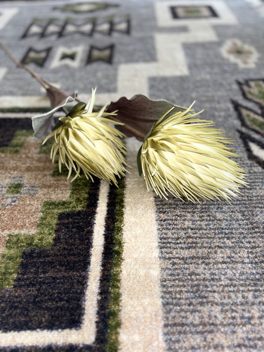 Coast Banksia