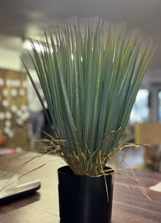 Spanish Sword Potted Yucca