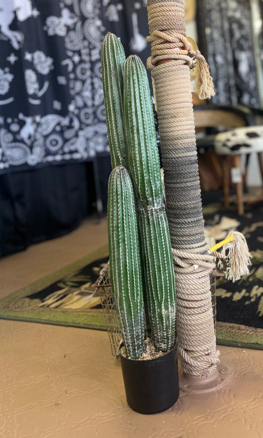 Three Cactus Plant