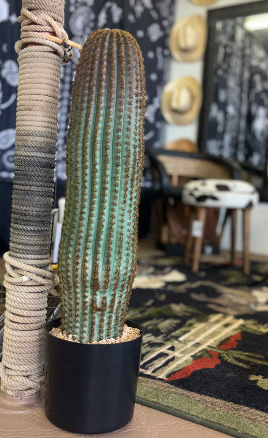 Cactus plant
